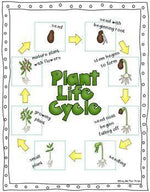 Plant Life Cycle Worksheets, Observation Journal, Crafty & Posters