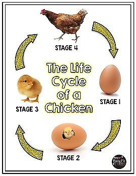 Chicken Life Cycle Worksheets, Books, Crafty, and Activities