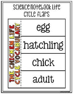 Chicken Life Cycle Worksheets, Books, Crafty, and Activities